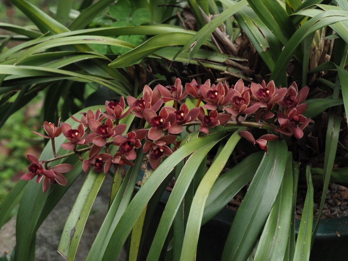 Цимбидиум дельмонт