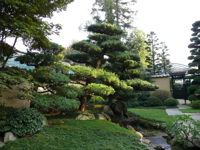 Сосна ниваки япония