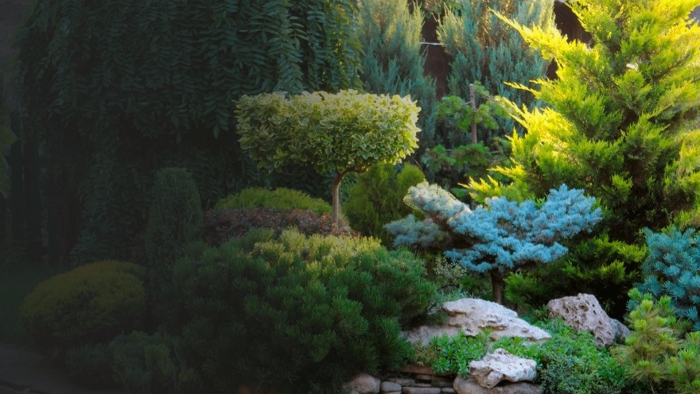 Можжевельник в ландшафтном дизайне