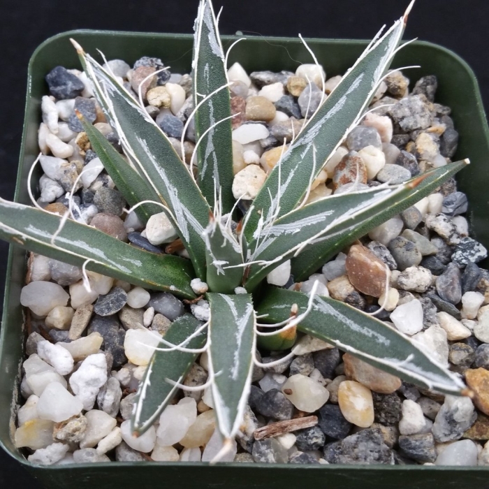 Агава королева виктория вариегатная