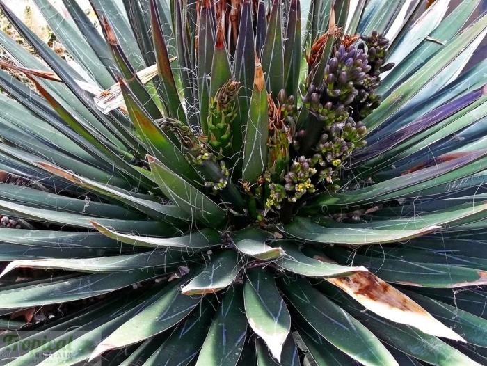 Agave angustifolia marginata