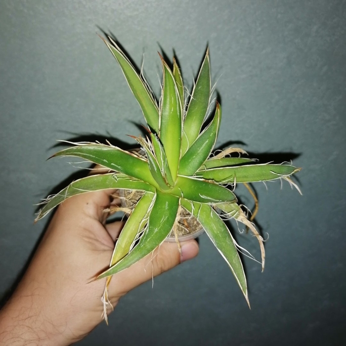 Агава филифера шидигера