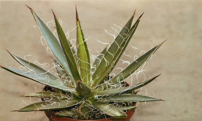 Agave parviflora