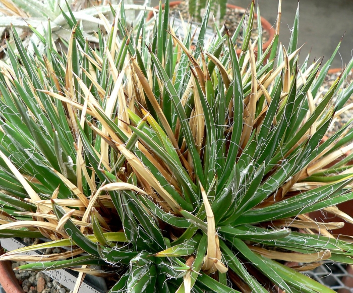 Агава филифера шидигера