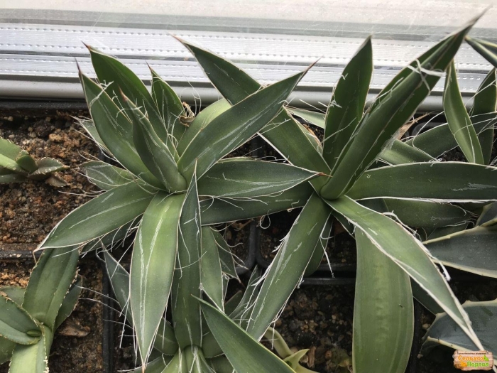 Агава американская комнатная