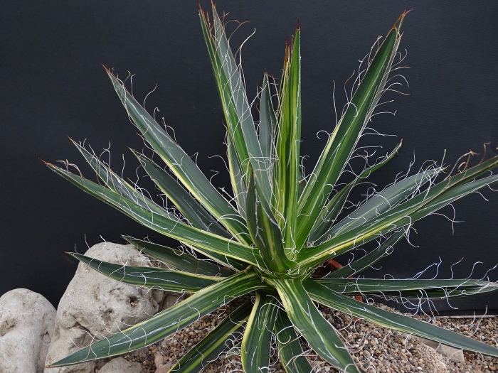 Агава нитеносная (agave filifera)