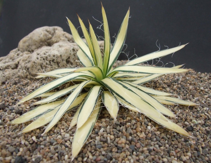 Агава филифера вариегата