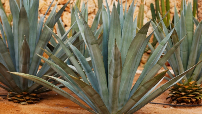 Агава растение текила