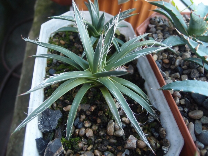 Agave toumeyana bella