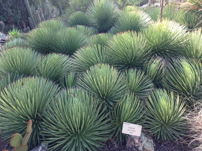 Agave stricta