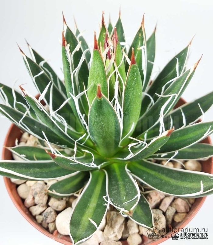 Agave victoriae reginae