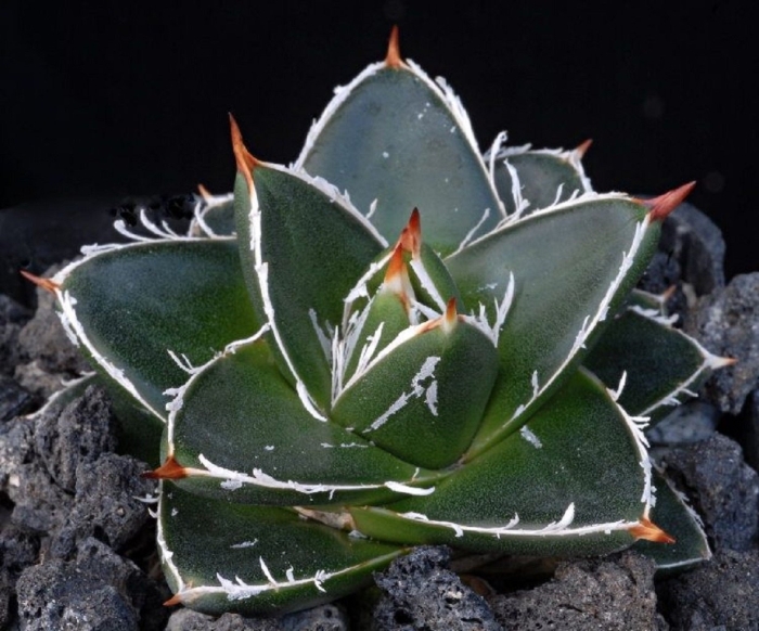 Растение суккулент