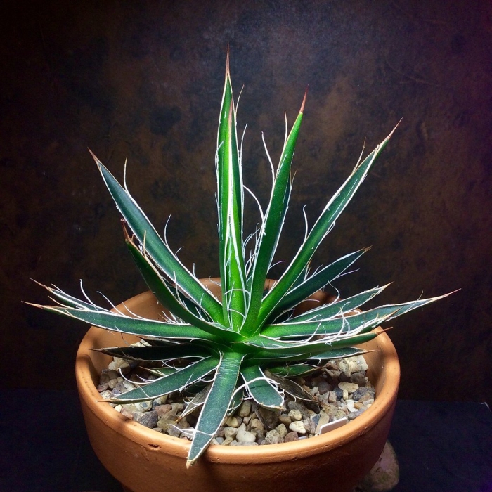 Агава домашнее растение