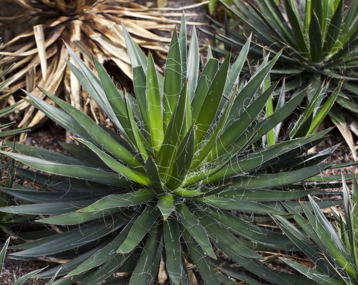 Агава американская