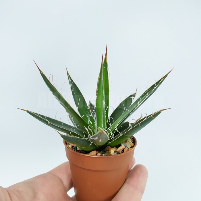 Агава филифера