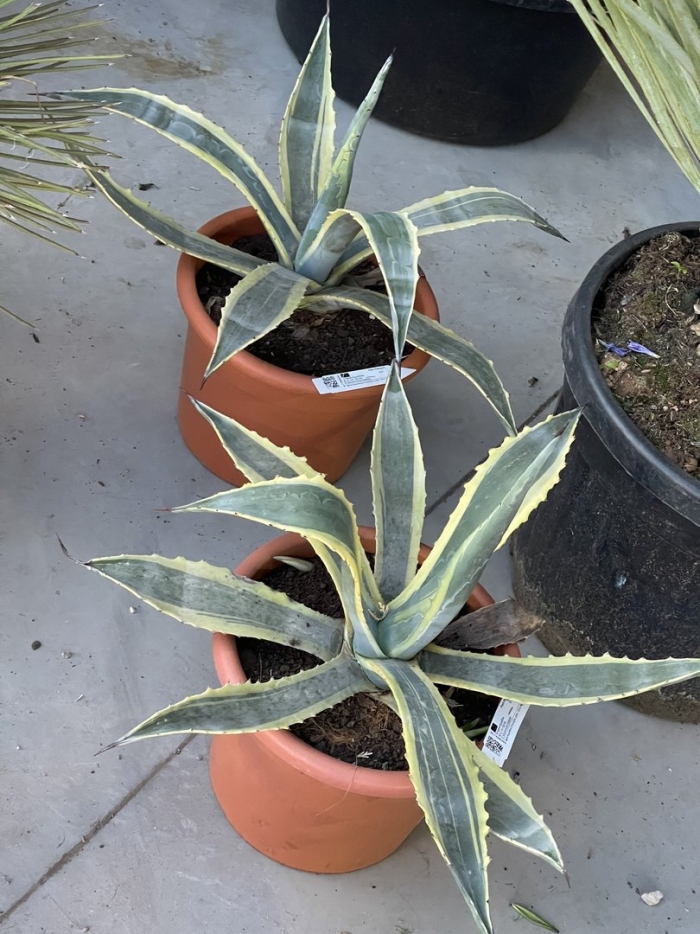 Агава макроаканта вариегата