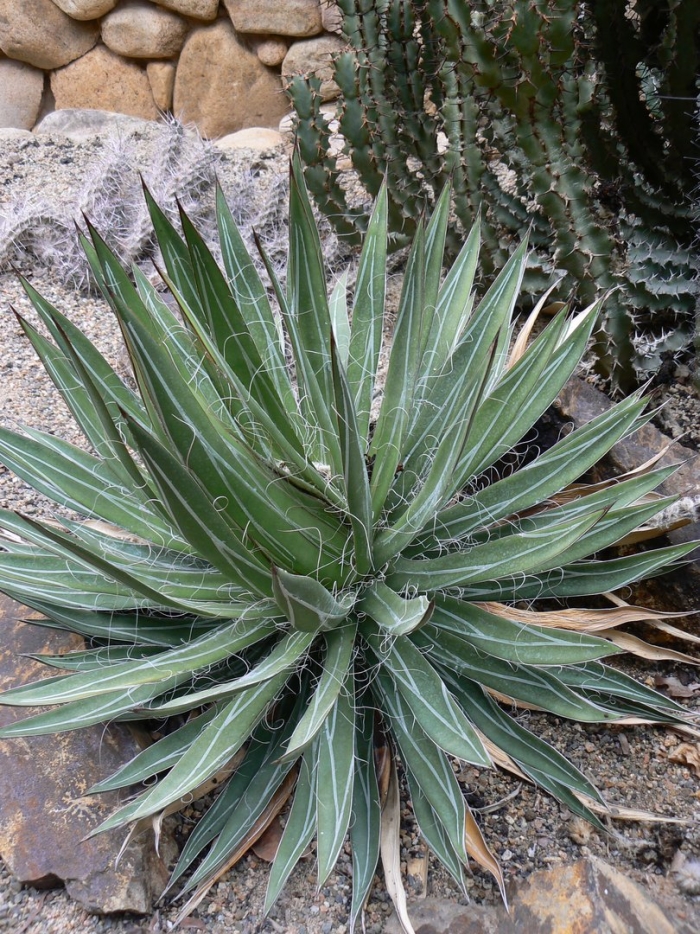 Agave филифера
