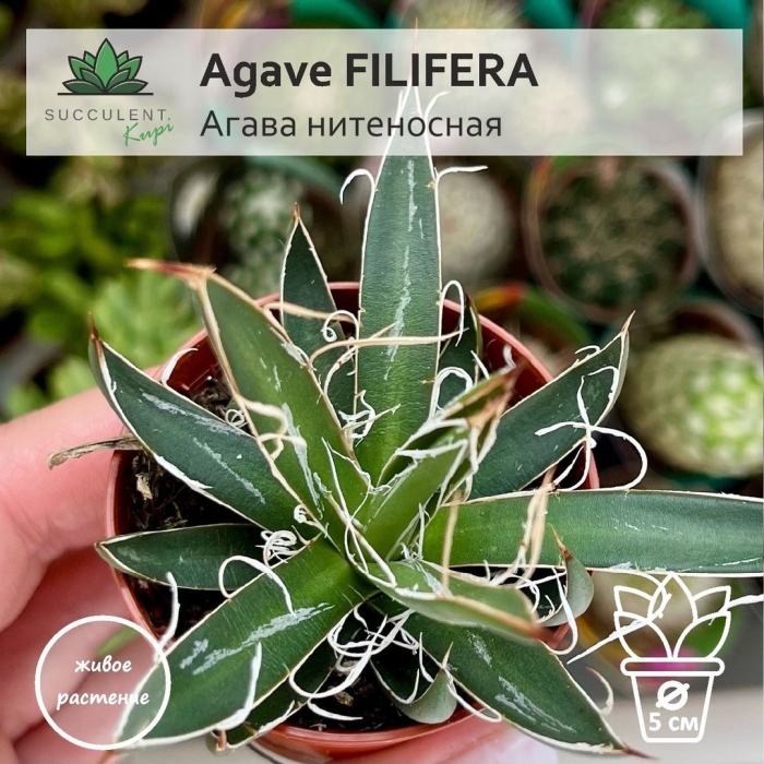 Агава филифера нитеносная