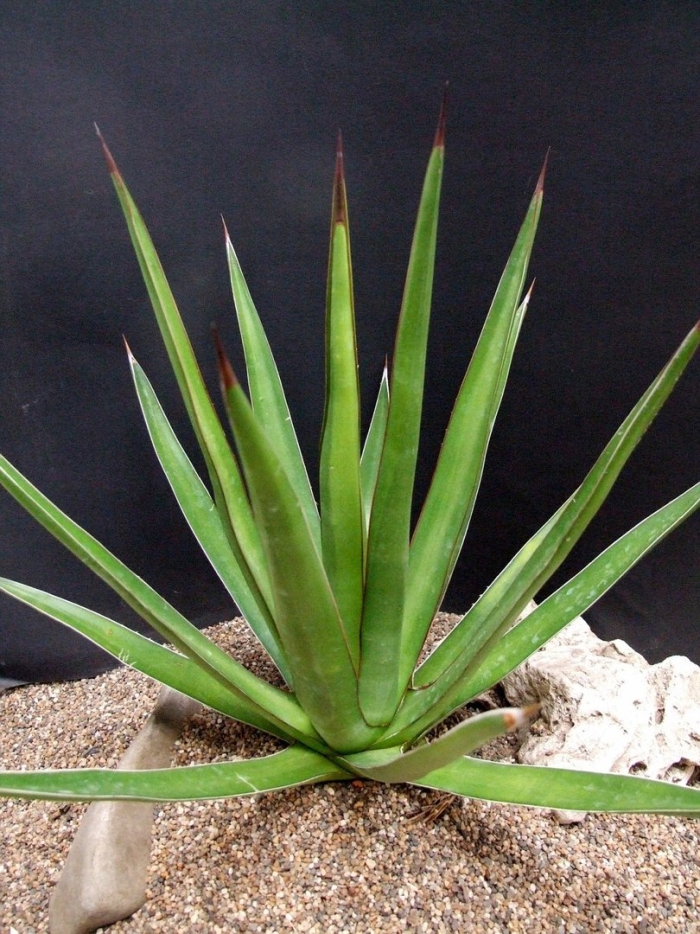 Алоэ вера древовидное столетник