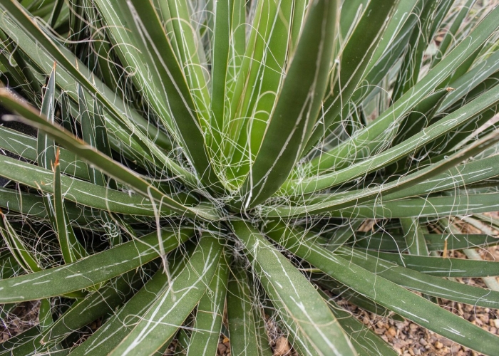 Агава нитчатая