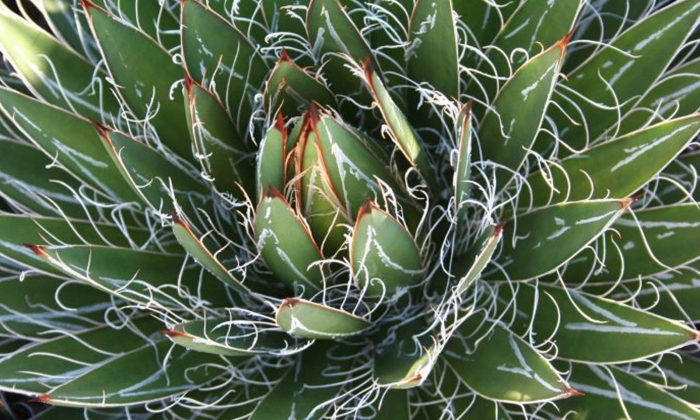 Agave schottii