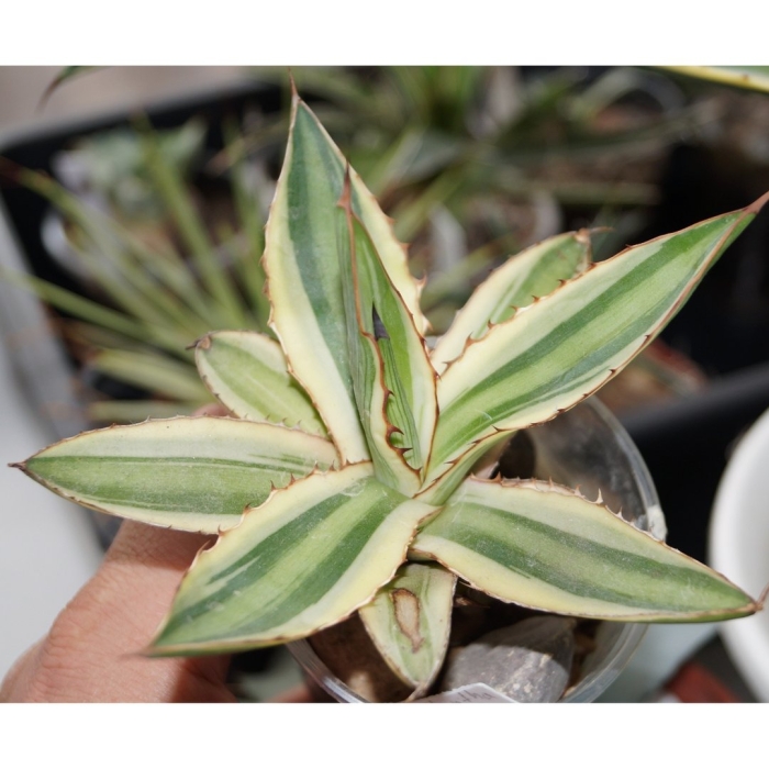 Агава квадриколор