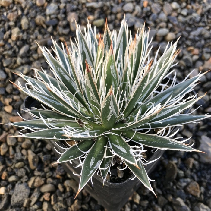 Agave schidigera