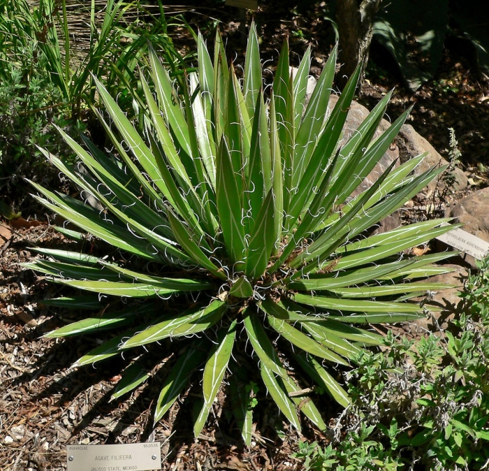 Agave karwinskii
