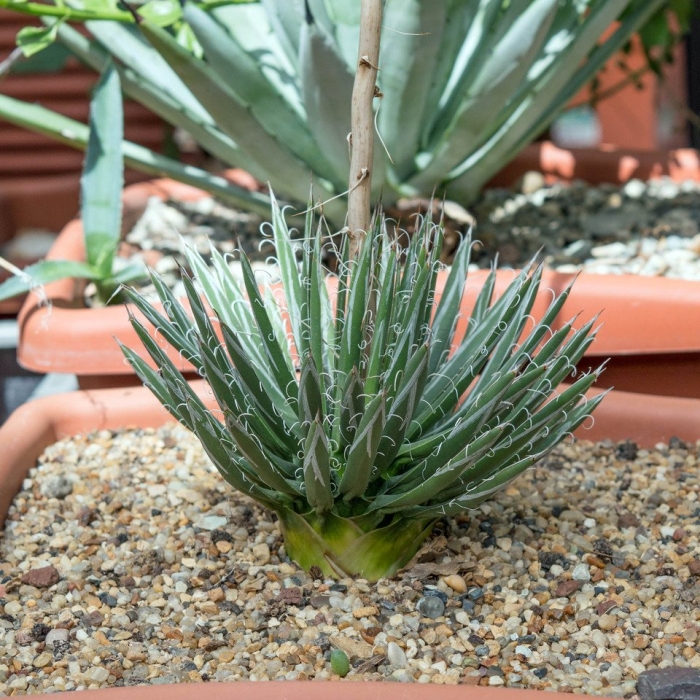 Agave utahensis v. eborispina