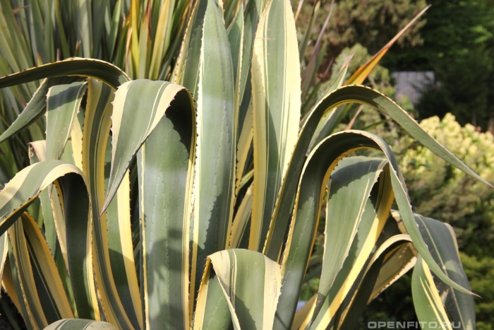 Агава американская маргината