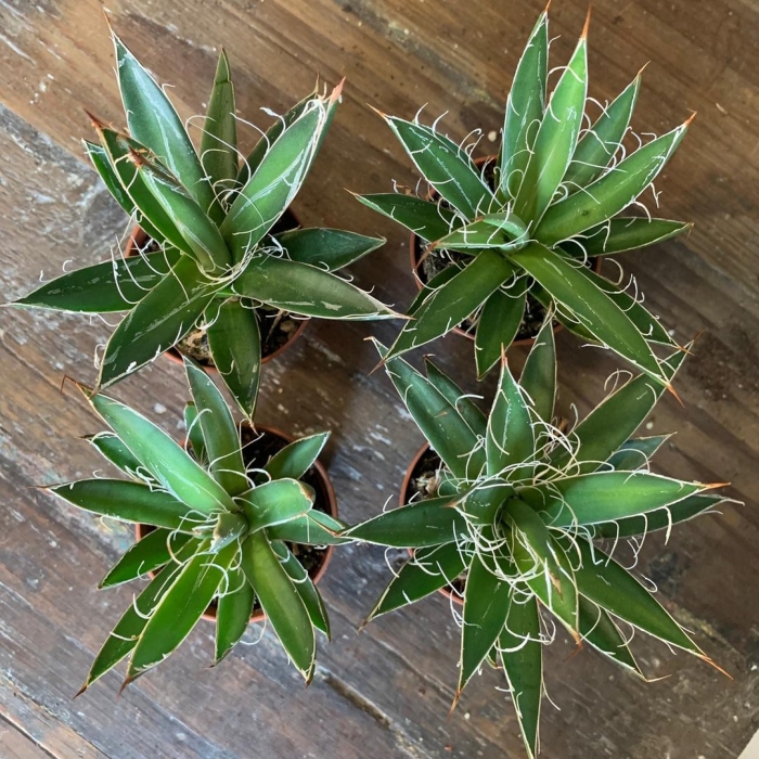 Agave filifera compacta