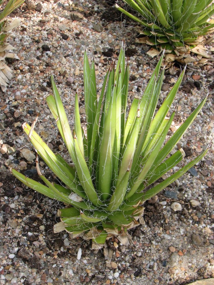 Yucca baccata