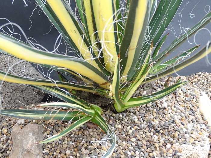 Юкка нитчатая голд харт