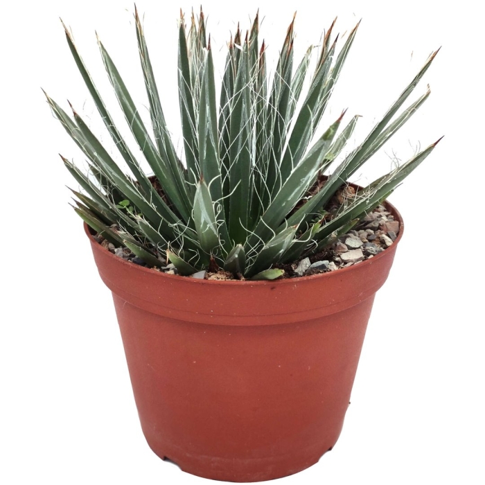 Суккулент агава филифера