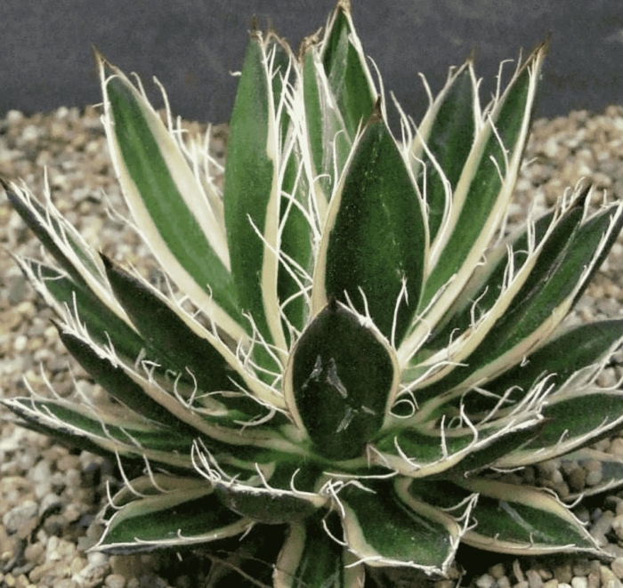 Agave filifera subsp schidigera
