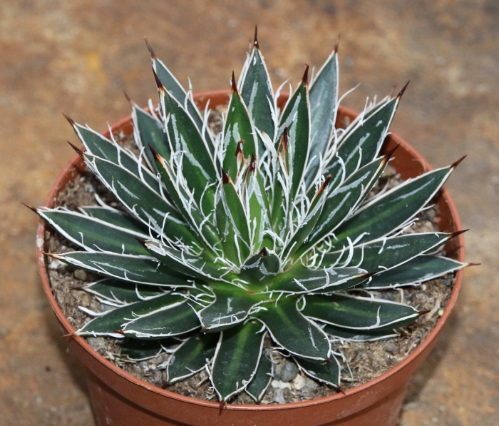 Agave филифера