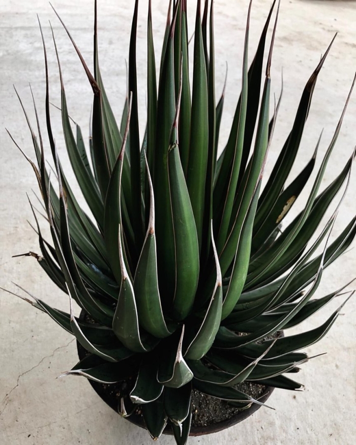 Агава растение