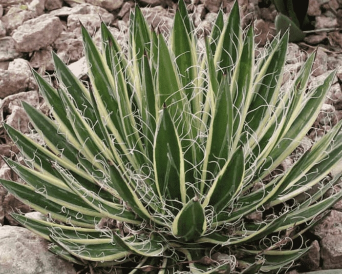 Агава филифера