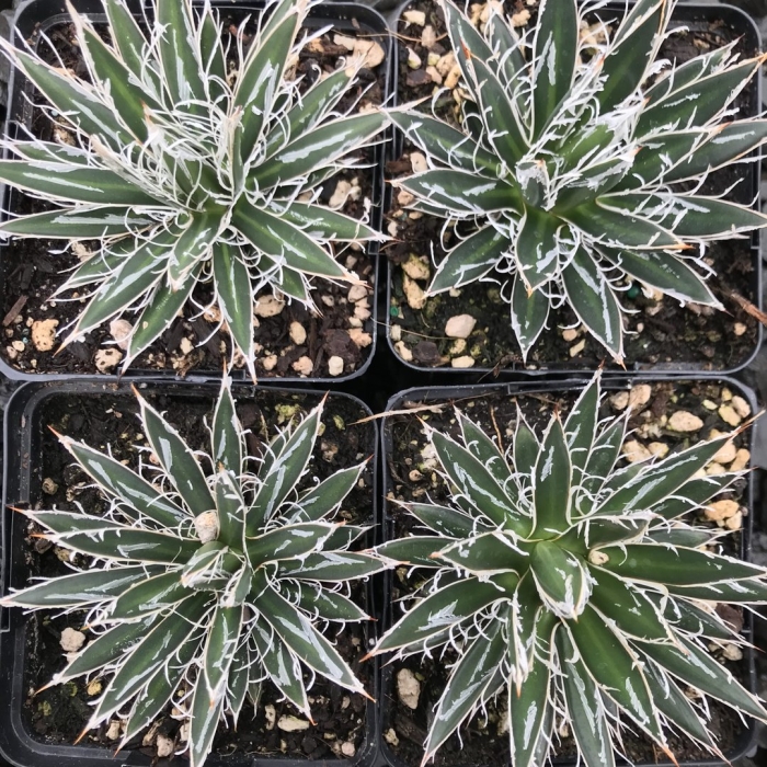 Agave filifera subs. schidigera