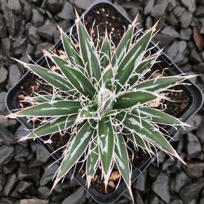 Agave schidigera