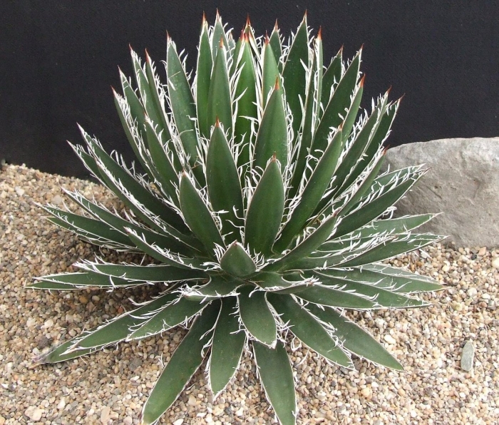 Agave филифера