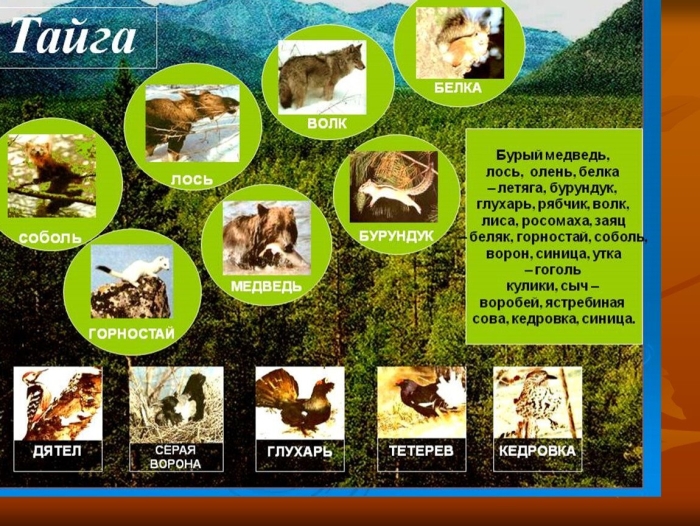 Животные тайги 4 класс окружающий мир
