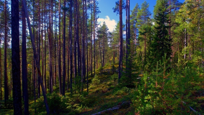 Восточно сибирская тайга растительность