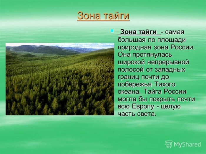 Тайга природная зона