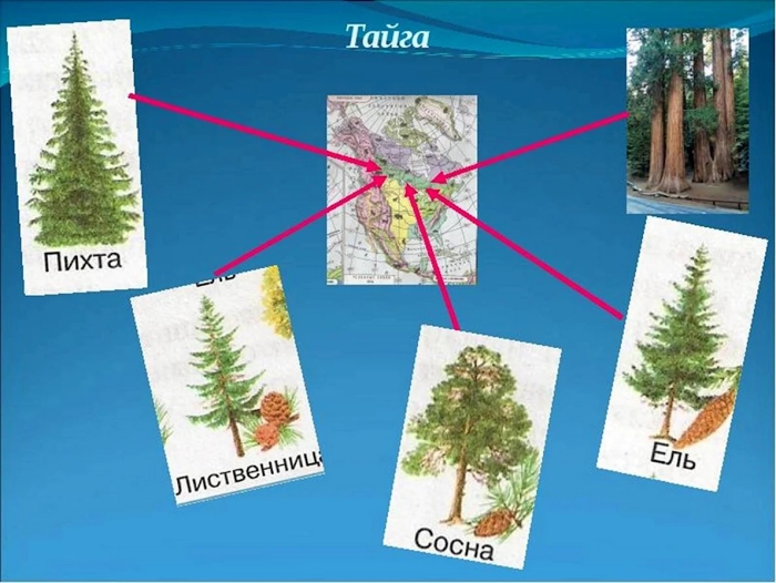 Ель сосна кедровая пихта лиственница
