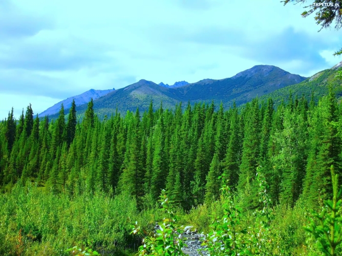 Тайга приполярного урала