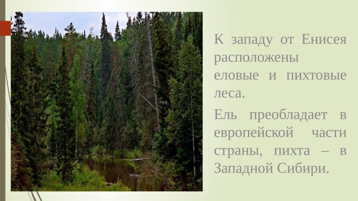 Природная зона тайга