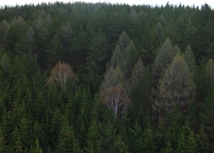 Тайга сибири вид сверху