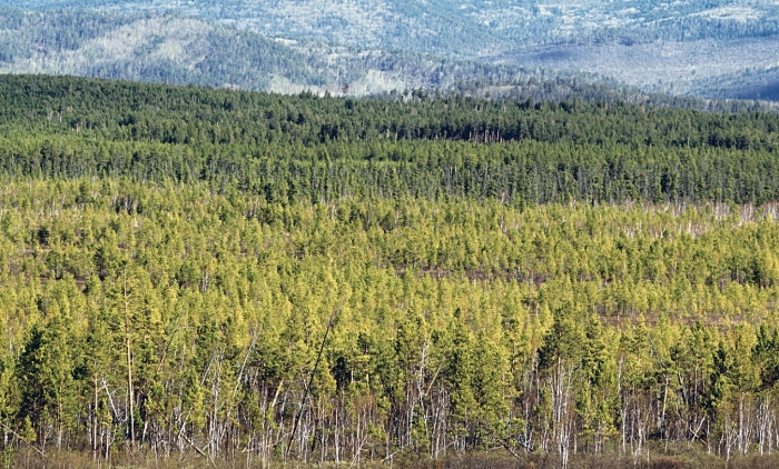 Северовосточно-сибирская тайга