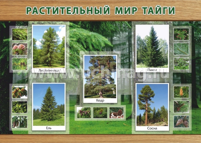 Растения тайги 4 класс окружающий мир